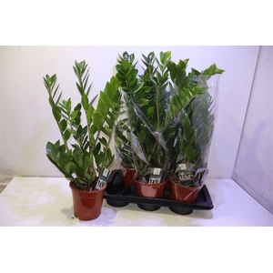 Zamio Zamiifolia