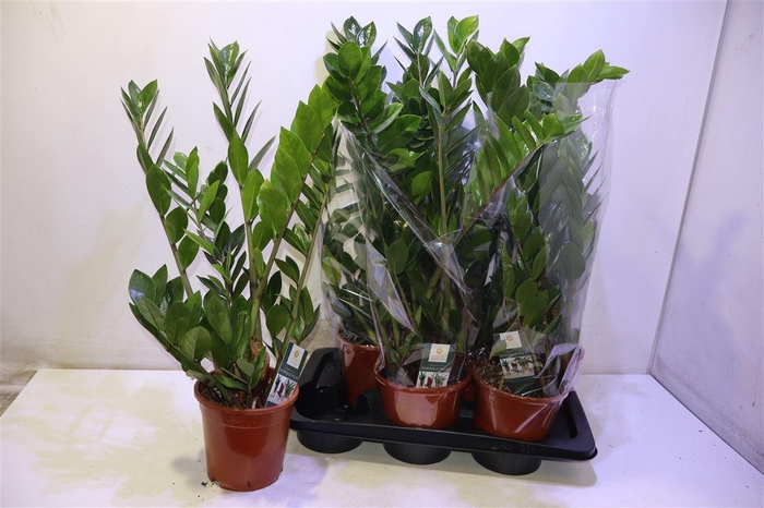 <h4>Zamio Zamiifolia</h4>
