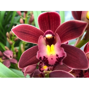 CYMB MI SULTAN Leekade X15