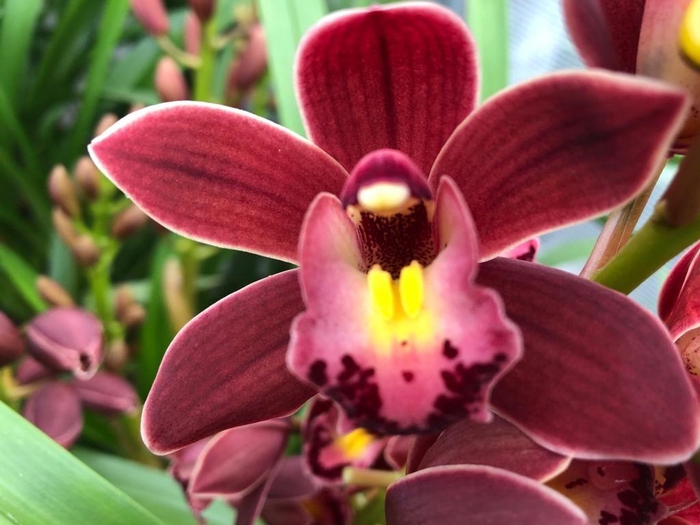 <h4>Cymb Mi Sultan Leekade X24 20% Extra Packed</h4>