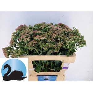 SEDUM T MUN D RED BL