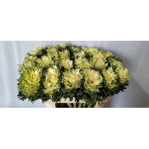 BRASS CRANE FEA SNOW