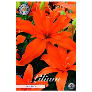 Lilium Scoubidou x2