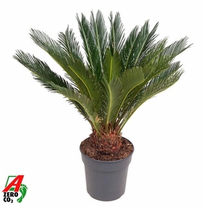 Cycas revoluta