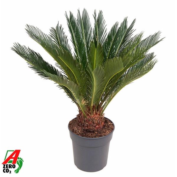 <h4>Cycas revoluta</h4>