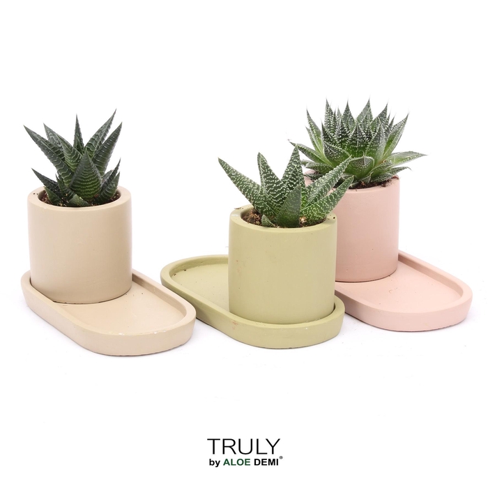 <h4>TRULY Haworthia Gasteria, plateau</h4>