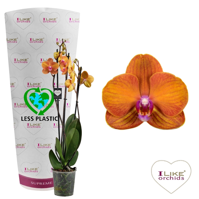 <h4>Phalaenopsis Bologna - 3 tak 70cm (Less Plastic)</h4>