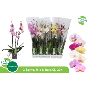 PHAL GEM 8 KL