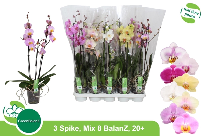 <h4>PHAL GEM 8 KL</h4>