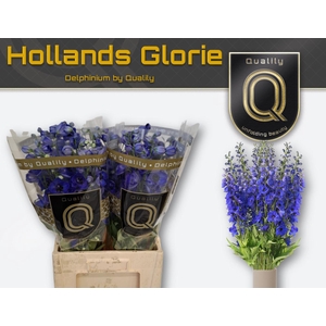 DELPH DU HOLLANDS GLORIE 70CM X40