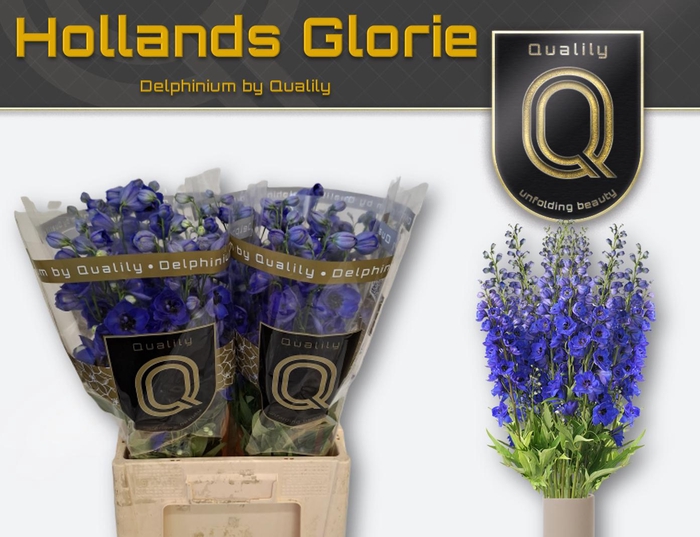 <h4>DELPH DU HOLLANDS GLORIE 60CM X40</h4>