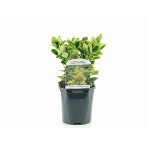 Euonymus jap. Aureomarginatus