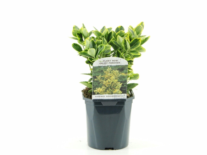 <h4>Euonymus jap. Aureomarginatus</h4>