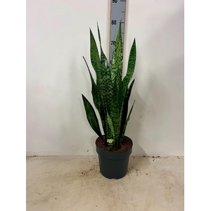 SANSEV ZEY GREENLINE