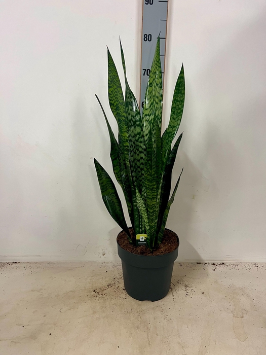 <h4>SANSEV ZEY GREENLINE</h4>