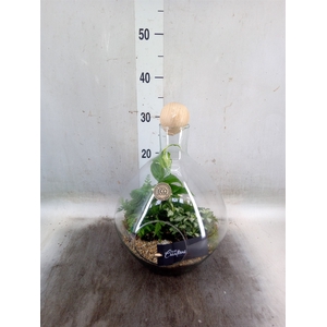 Arr.   Kamerplant Groen H%