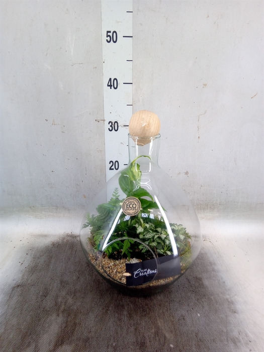 <h4>Arr.   Kamerplant Groen H%</h4>