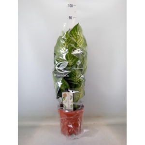 Dieffenbachia seg. 'Maroba'