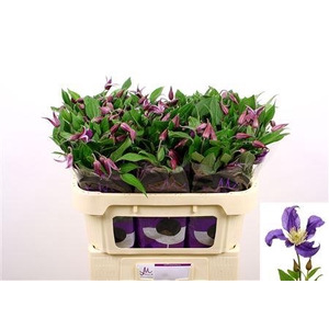 Clematis Blue Pirouette 70cm