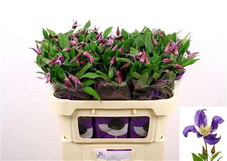 <h4>Clematis Blue Pirouette 70cm</h4>