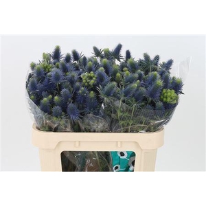 Eryngium Supernova Qstar