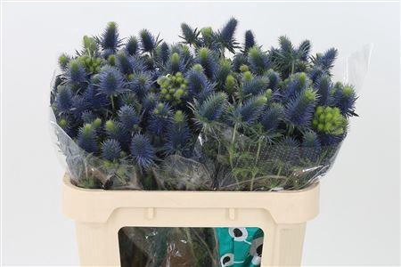 <h4>Eryngium Supernova Qstar</h4>