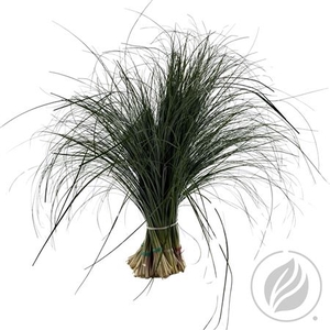 BEARGRAS VENTIUM X 20