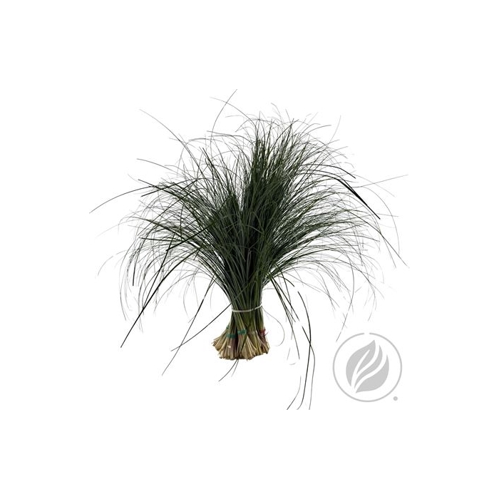 <h4>BEARGRAS X40 AIR</h4>