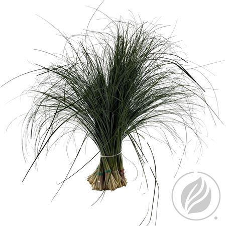 <h4>BEARGRAS VENTIUM X 20</h4>