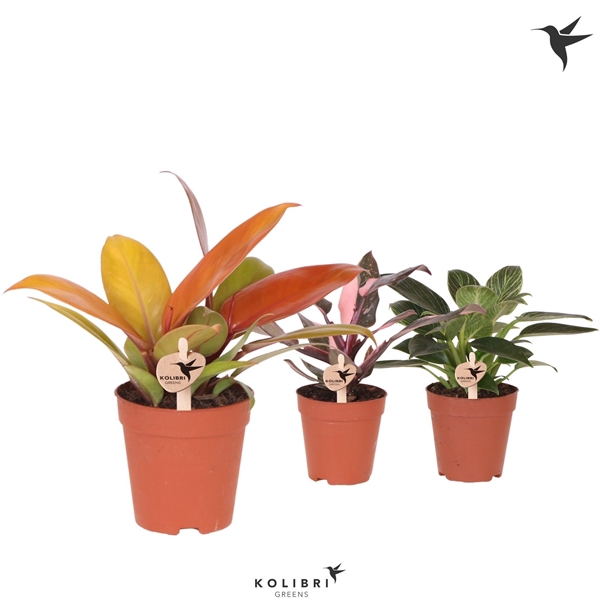 <h4>Kolibri Greens Philodendron mix</h4>