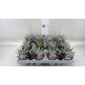 Haworthia fasciata 'Alba'