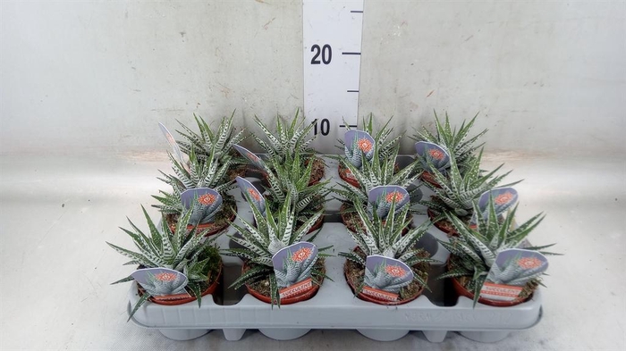 <h4>Haworthia fasciata 'Alba'</h4>