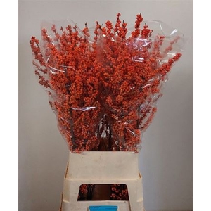 Ilex Ve Winter Gold