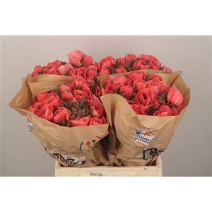 Anemone Powder. Salmon Fonce