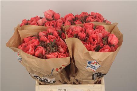 <h4>Anemone Powder. Salmon Fonce</h4>