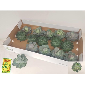 Echeveria Ov