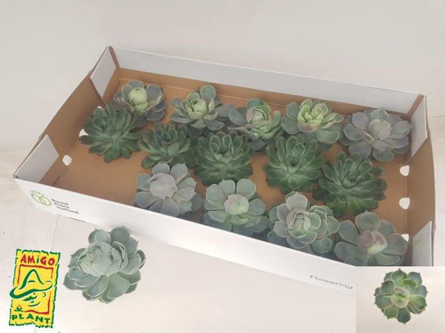 Echeveria Ov