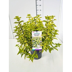 Caryopteris x clandonensis