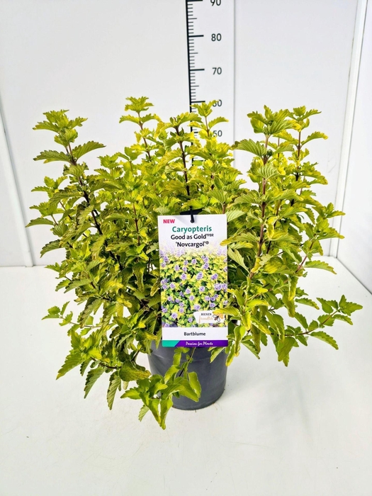 <h4>Caryopteris x clandonensis</h4>