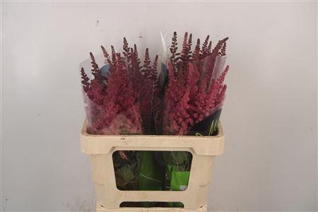 <h4>Astilbe Visions Pink</h4>