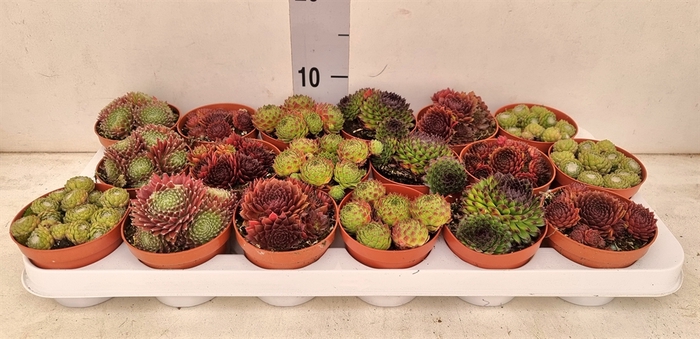 <h4>Sempervivum   ...</h4>