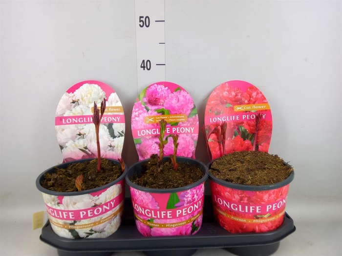 <h4>Paeonia   ...mix</h4>