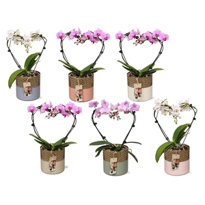 Phal. Multi vorm mix 