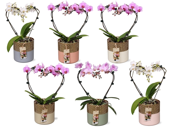<h4>Phal. Multi vorm mix "Blossoming Heart" in BGC012 Metal Candle</h4>