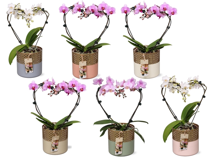 <h4>Phal. Multi vorm mix "Blossoming Heart" in BGC012 Metal Candle</h4>
