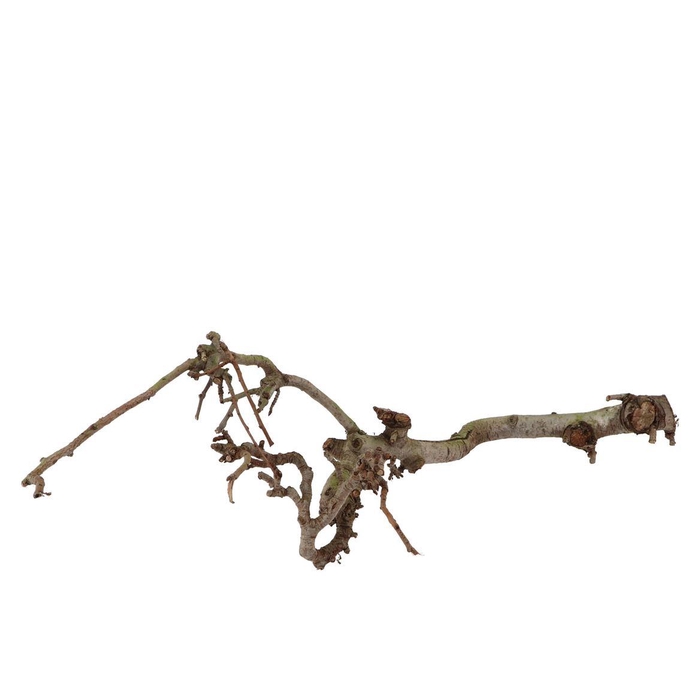<h4>Natuur Tak Peren Middel P/1</h4>