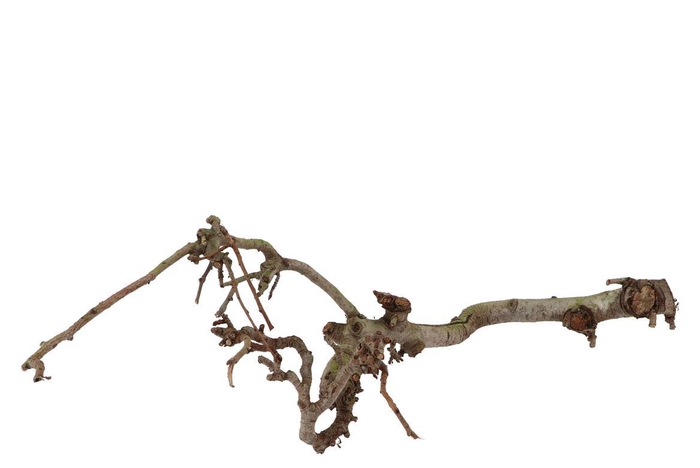Natuur Tak Peren Middel P/1