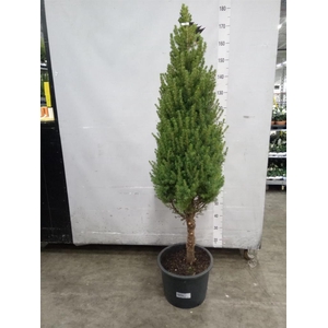 Picea glauca 'Conica'
