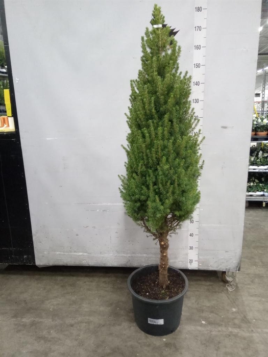 <h4>Picea glauca 'Conica'</h4>