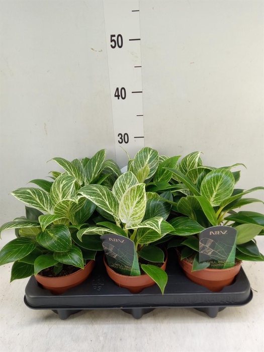 <h4>Philodendron   ...</h4>